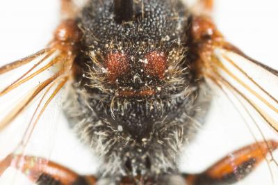  Nomada maculicornis Pérez, 1884