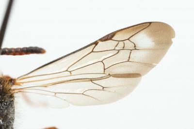  Nomada maculicornis Pérez, 1884