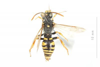  Nomada nobilis Herrich-Schäffer, 1839