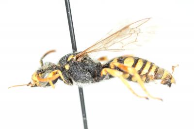  Nomada nobilis Herrich-Schäffer, 1839