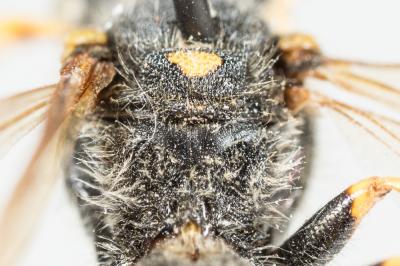  Nomada nobilis Herrich-Schäffer, 1839