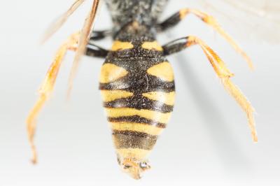  Nomada nobilis Herrich-Schäffer, 1839