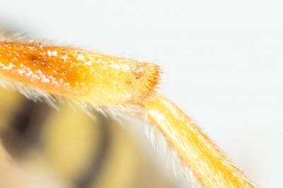  Nomada nobilis Herrich-Schäffer, 1839