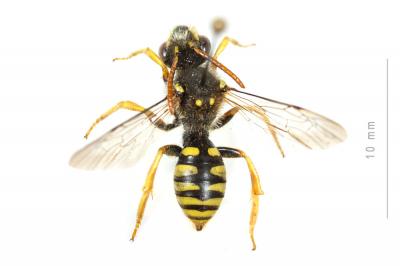  Nomada sexfasciata Panzer, 1799