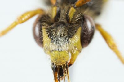  Nomada sexfasciata Panzer, 1799