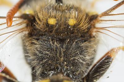  Nomada sexfasciata Panzer, 1799