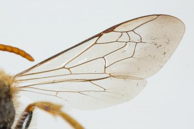  Nomada sexfasciata Panzer, 1799
