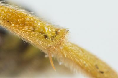  Nomada sexfasciata Panzer, 1799