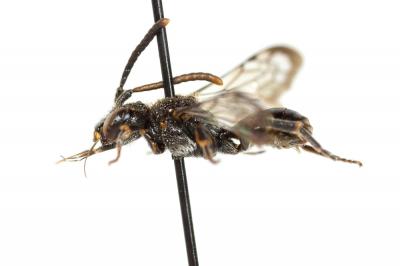  Nomada sheppardana (Kirby, 1802)