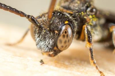  Nomada sheppardana (Kirby, 1802)
