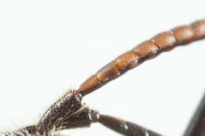  Nomada sheppardana (Kirby, 1802)