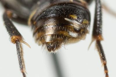  Nomada sheppardana (Kirby, 1802)