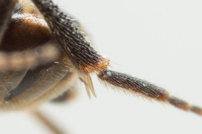  Nomada sheppardana (Kirby, 1802)