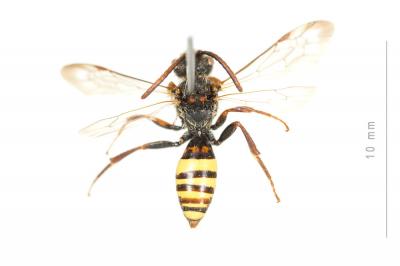  Nomada signata Jurine, 1807