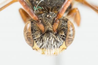  Nomada signata Jurine, 1807