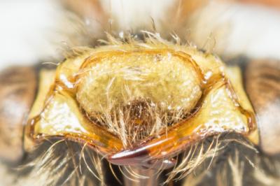  Nomada signata Jurine, 1807