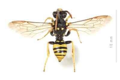  Nomada succincta Panzer, 1798