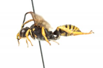  Nomada succincta Panzer, 1798