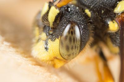  Nomada succincta Panzer, 1798