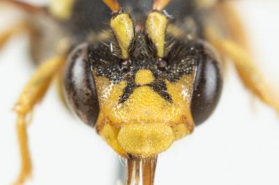  Nomada succincta Panzer, 1798