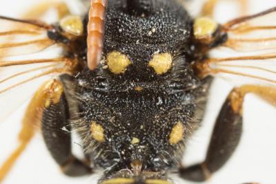  Nomada succincta Panzer, 1798