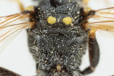  Nomada succincta Panzer, 1798