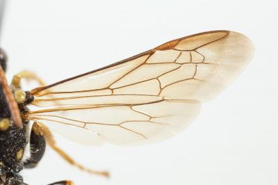  Nomada succincta Panzer, 1798