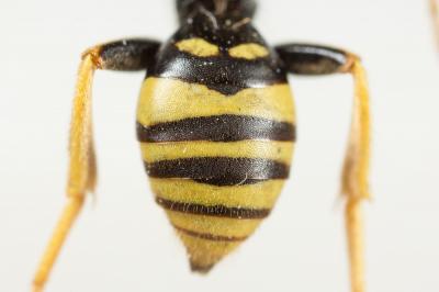  Nomada succincta Panzer, 1798