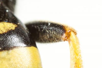  Nomada succincta Panzer, 1798