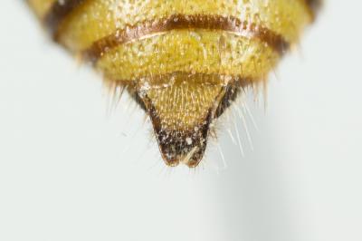  Nomada succincta Panzer, 1798