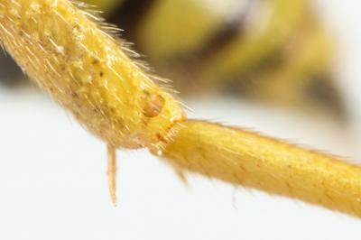  Nomada succincta Panzer, 1798