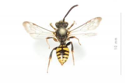  Nomada zonata Panzer, 1798