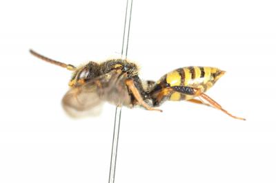  Nomada zonata Panzer, 1798