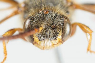  Nomada zonata Panzer, 1798