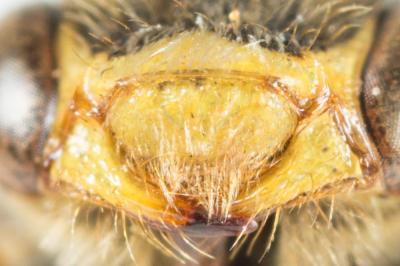  Nomada zonata Panzer, 1798