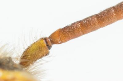  Nomada zonata Panzer, 1798