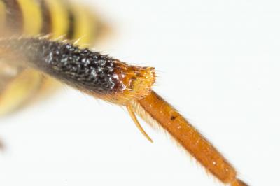  Nomada zonata Panzer, 1798