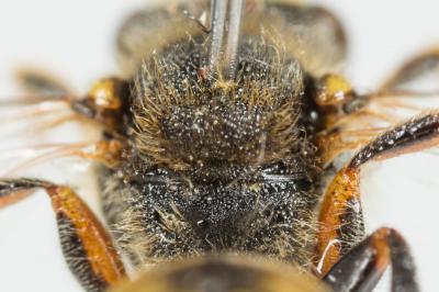  Nomada zonata Panzer, 1798