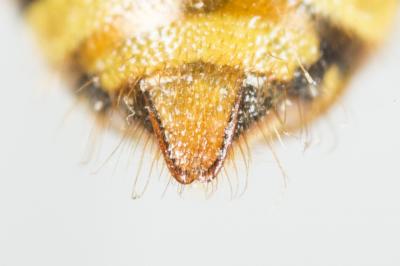  Nomada zonata Panzer, 1798