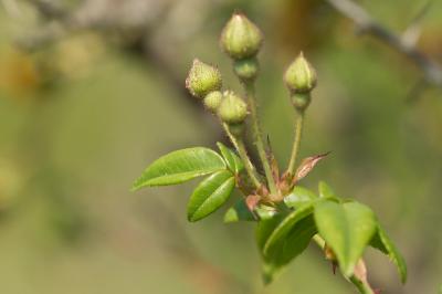 Rosier à petites fleurs, Églantier à petites fleur Rosa micrantha Borrer ex Sm., 1812