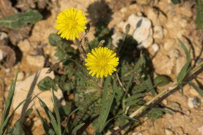 Crépide à feuilles de capselle Crepis bursifolia L., 1753