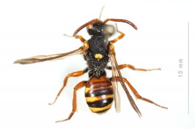  Nomada bifasciata Olivier, 1811