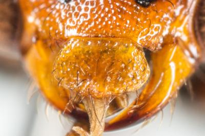  Nomada bifasciata Olivier, 1811