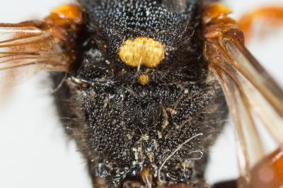  Nomada bifasciata Olivier, 1811