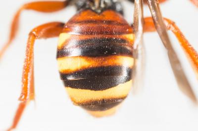 Nomada bifasciata Olivier, 1811