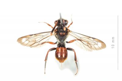 Nomada carnifex Mocsáry, 1883