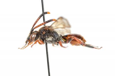  Nomada carnifex Mocsáry, 1883