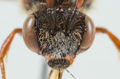  Nomada carnifex Mocsáry, 1883