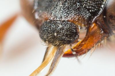  Nomada carnifex Mocsáry, 1883