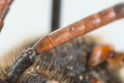  Nomada carnifex Mocsáry, 1883